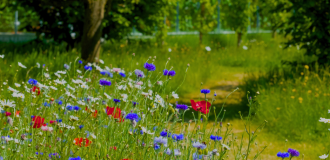 Summer meadow UK