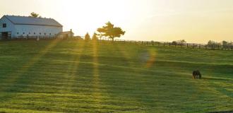 field with house and sheep