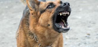 Dangerous Dogs or Owners Fault?