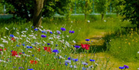 Summer meadow UK