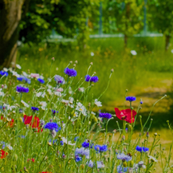 Summer meadow UK